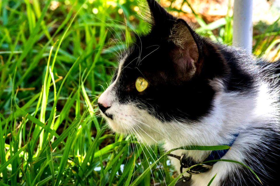 Gato Führer