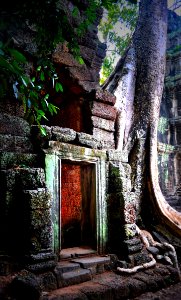 Ta phrom, the temple of trees photo