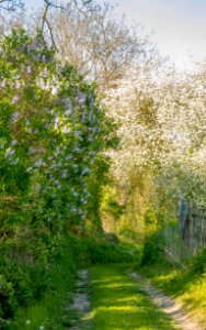 Printemps dans le chemin