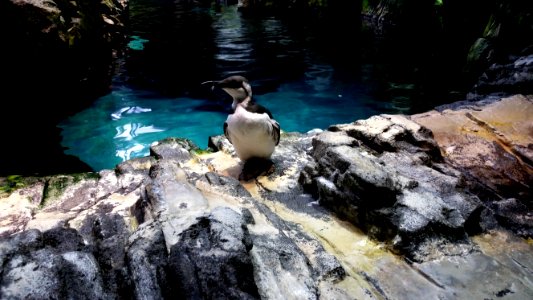 Oiseau