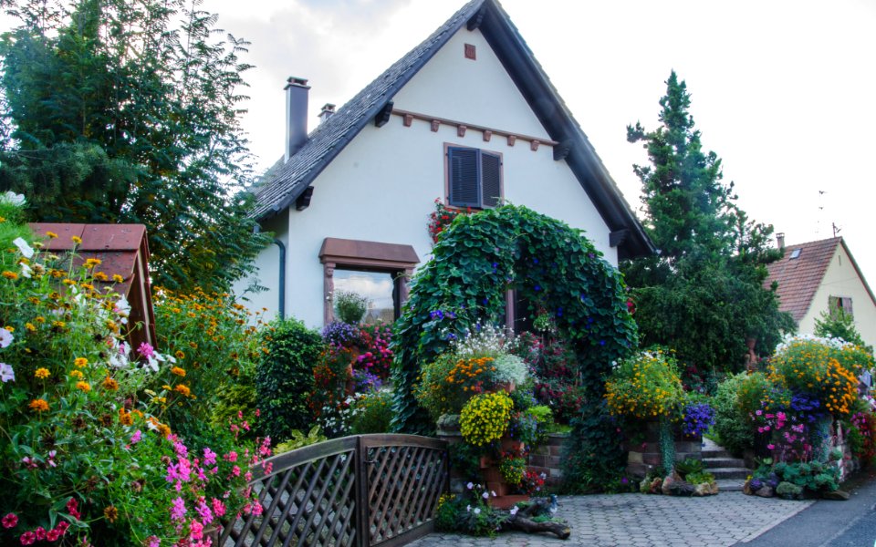Maison fortement fleurie d'Hindisheim