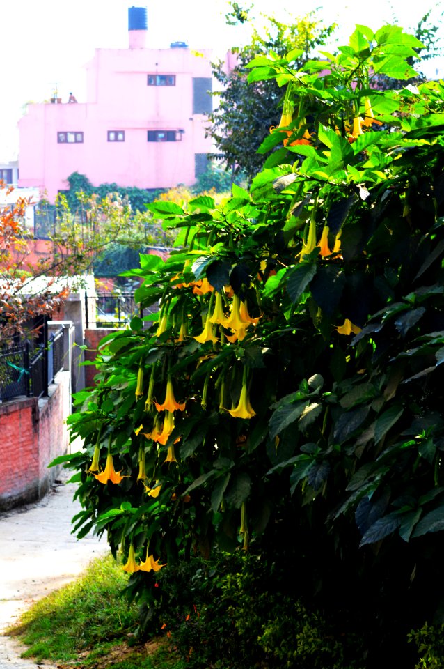 Devil's breath - Scopolamine