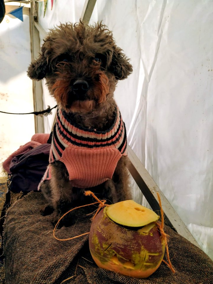 Hop tu Naa turnip lantern (Hayley Corlettbrophy 2019b)