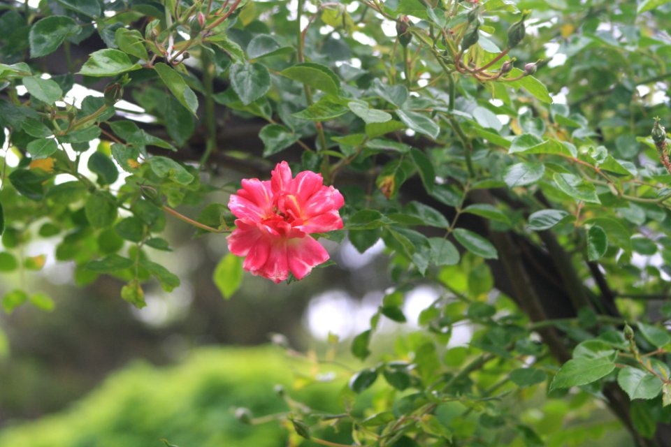 Rose suspendue