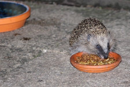 Hedgehog feeding
