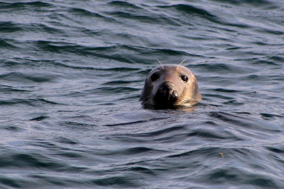 Grey seal. Colonsay.