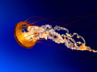 Jellyfish