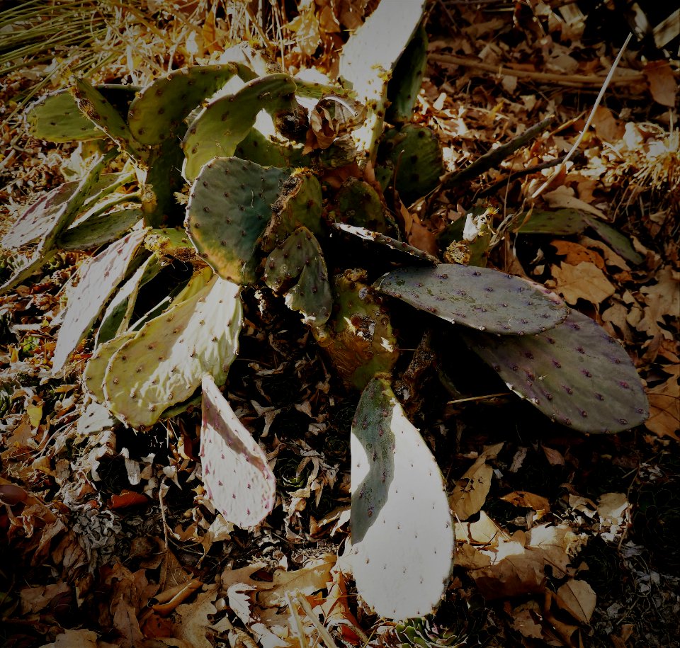 Surviving through the Winter