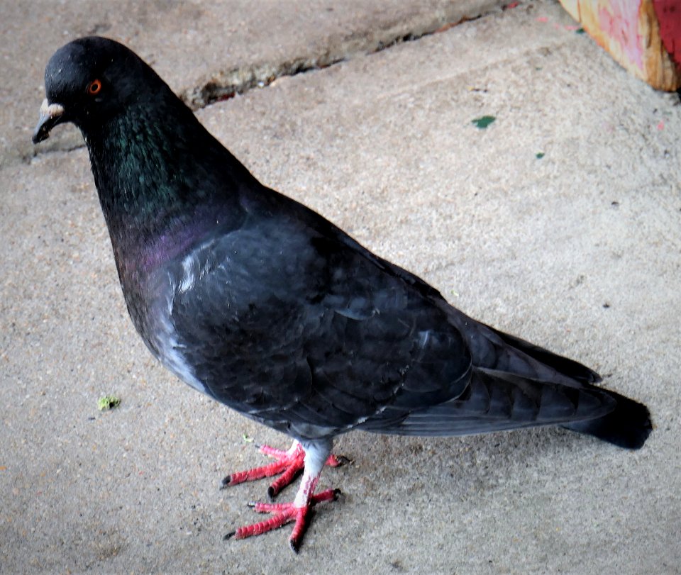 Portrait of a Pigeon