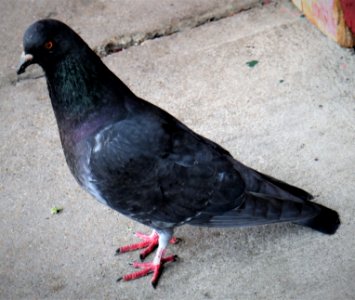 Portrait of a Pigeon