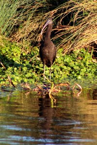 Glossy Ibis 25/11/16