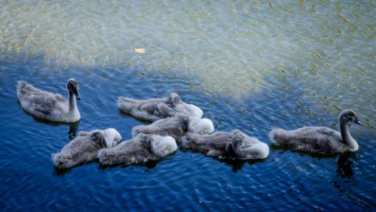 Fratrie de cygnes juvéniles