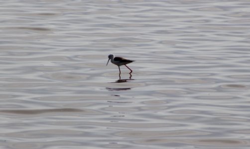 Black-winged stilt