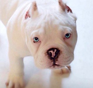 The Pit Bull Press - Pit Bull Photos