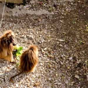 Discussion de cantine chez les Galagas photo