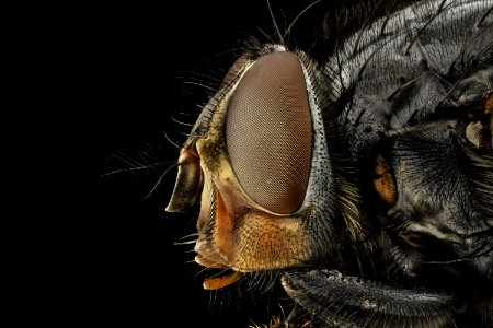 Blue Bottle Fly photo