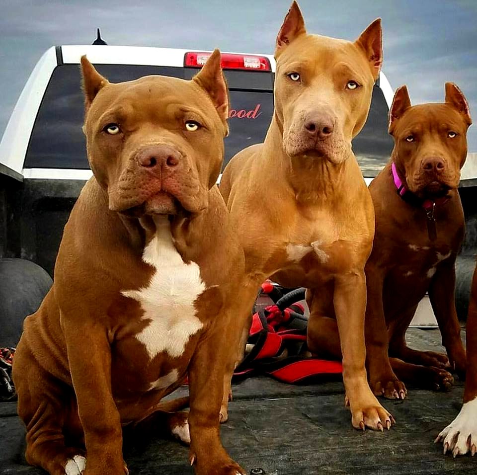 The Pit Bull Press - Pit Bull Photos