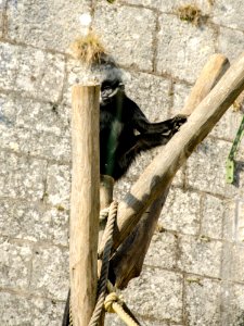 Langur de François photo