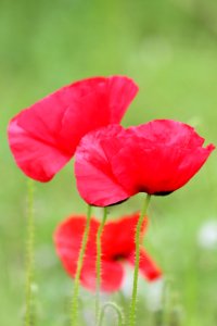Camille Morenos-Coquelicot