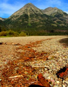 Convergent Ladybugs on Waterton Lake shore