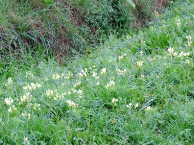 solilage verge d'or A