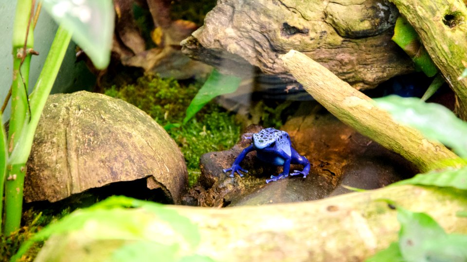 Minuscule Dendrobate bleu