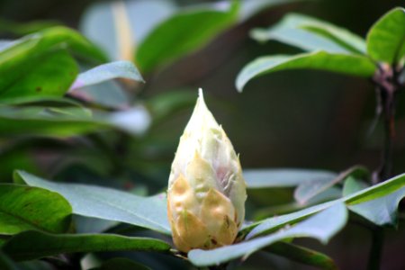 Bourgeon géant