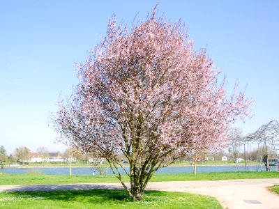 Pêcher ou amandier (p-e) au jardin des deux rives