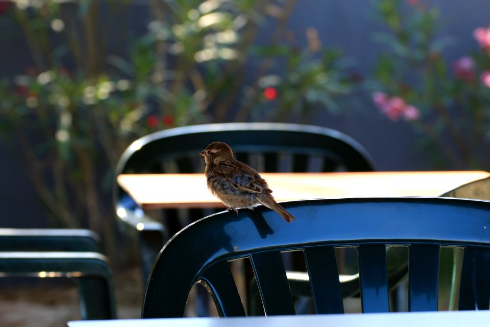 Stéphanie Baumard - Moineau domestique (Passer domesticus) - Camargue