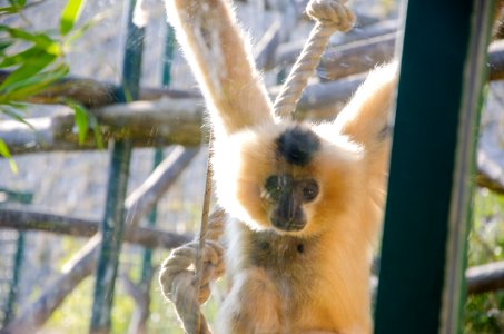 Tristesse du Gibbon photo