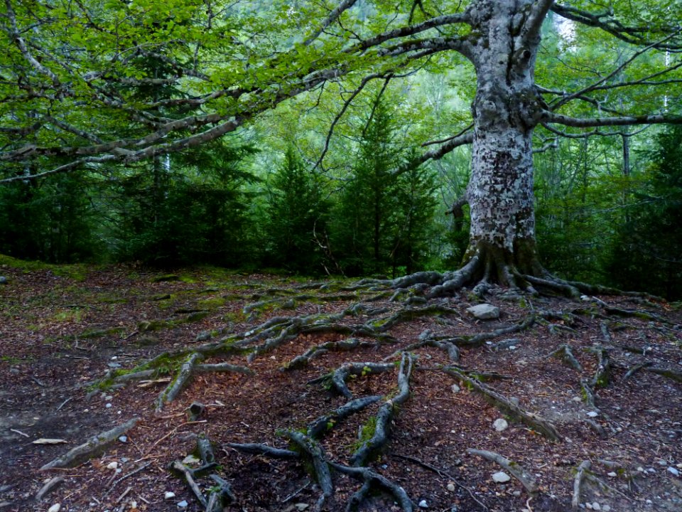 Arbol