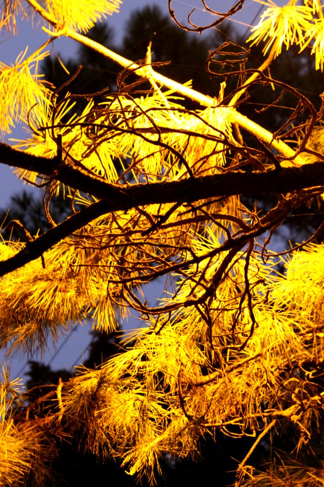 CAMILLE MORENOS-branche lampadaire