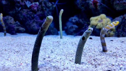 Poissons brindilles
