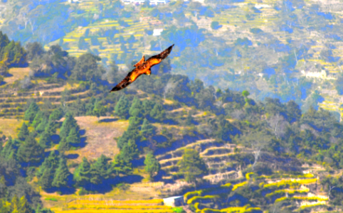Nepali golden eagle - Aquila chrysaetos Nepali Name: सुपर्ण महाचील (Suparna Mahacheel)