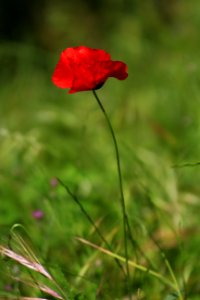 Stéphanie Baumard - coquelicot2