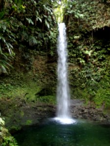 Tropical forest Dominica
