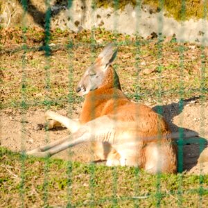 Sieste de Kangourou photo