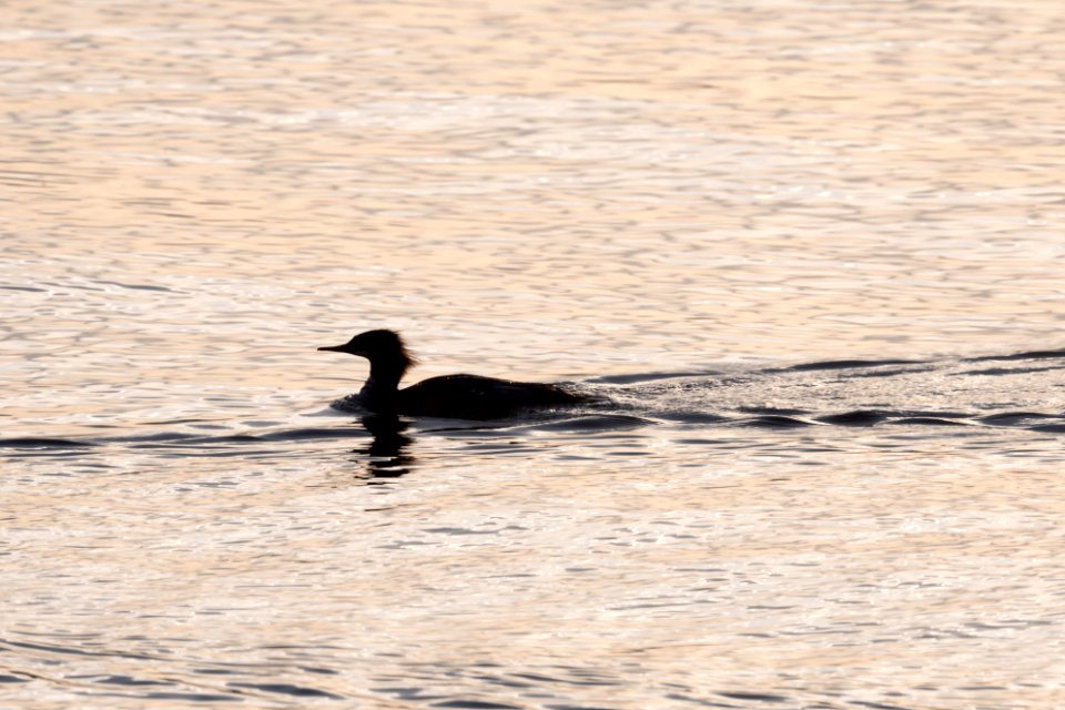 Common Merganser - silhouette
