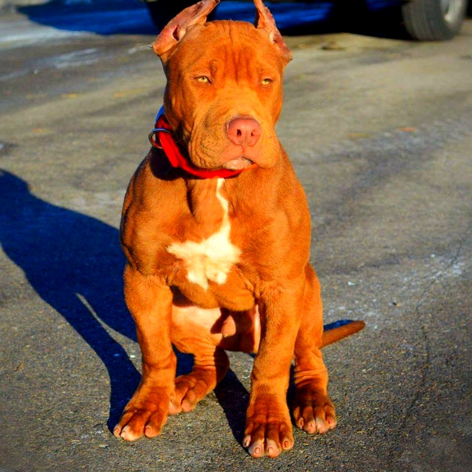 The Pit Bull Press - Pit Bull Photos