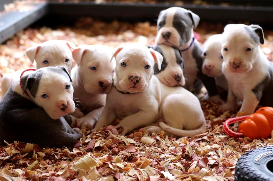 The Pit Bull Press - Pit Bull Photos