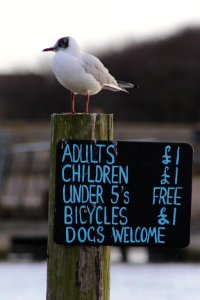 Black-headed gull at Walberswick Ferry photo