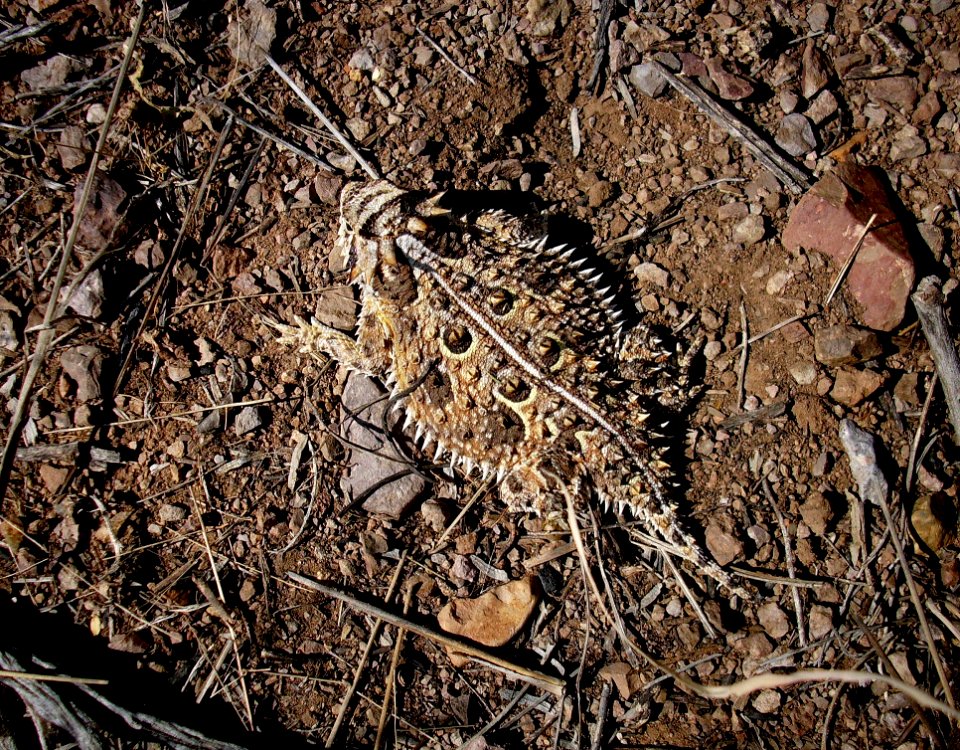 horned lizard