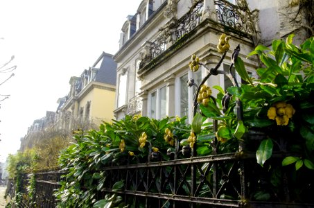 Détails des fleurs de la Maison fleurie photo