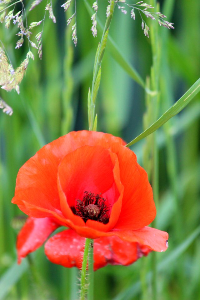 CAMILLE MORENOS - Coquelicot gros