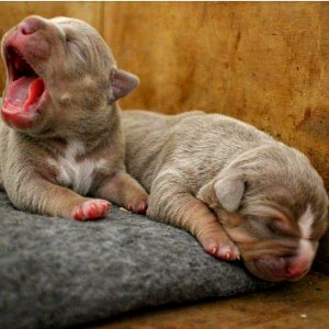 The Pit Bull Press - Pit Bull Photos
