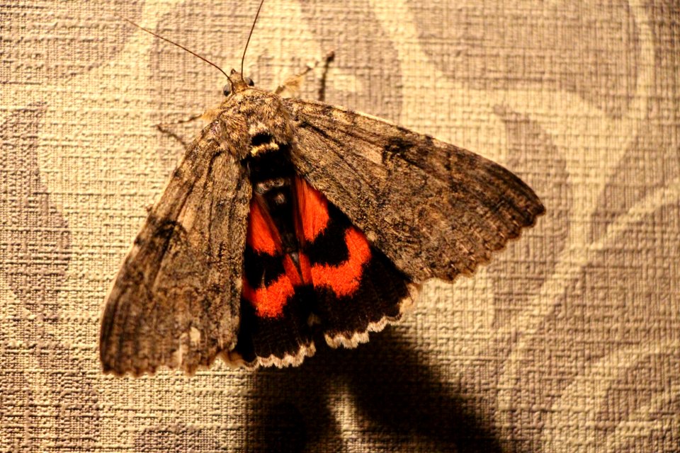 Papillon Catocala nupta