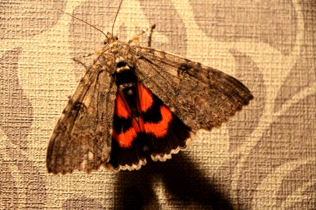 Papillon Catocala nupta photo