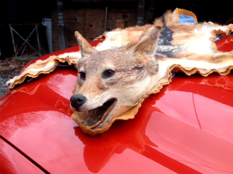 Coyote rug-$150 (close up of head)