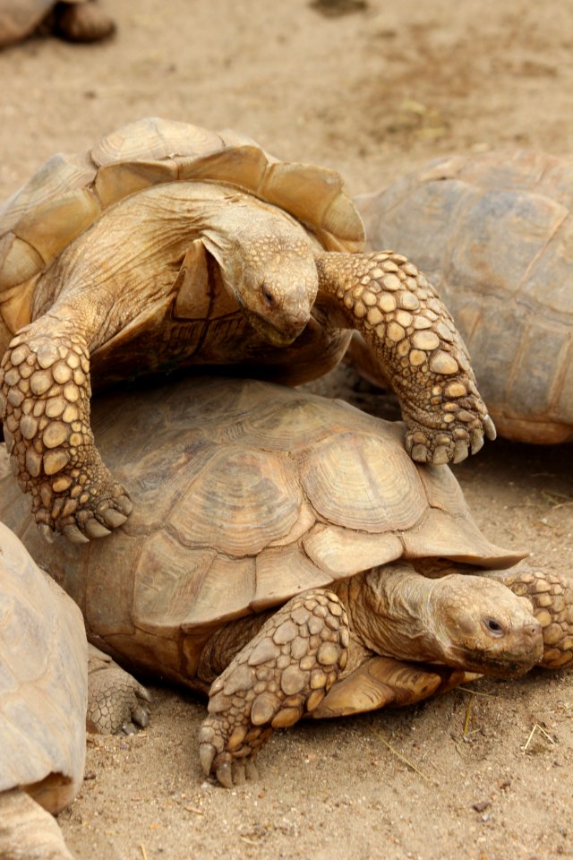 CAMILLE MORENOS - Tortues X