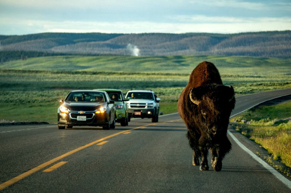 Bison